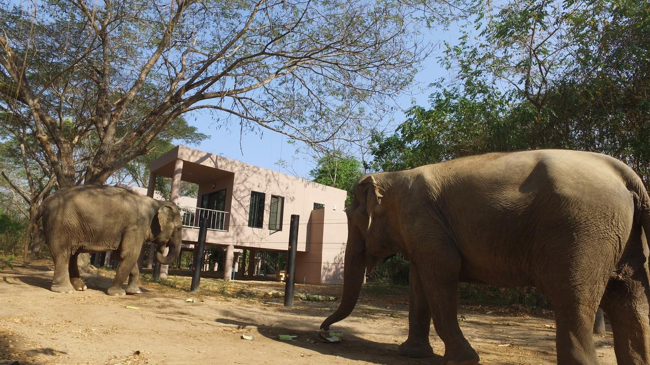 I Love Phants Lodge Ban Huai Thawai Kültér fotó