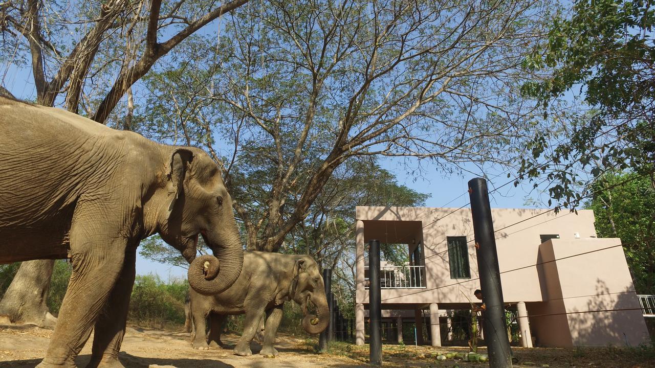 I Love Phants Lodge Ban Huai Thawai Kültér fotó